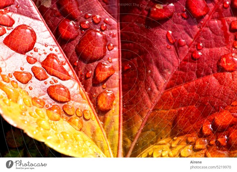 motley | autumn painting Leaf Autumn Red Autumn leaves Gold Illuminate naturally sunny Autumnal Yellow Orange Glittering Drops of water flaming fiery red