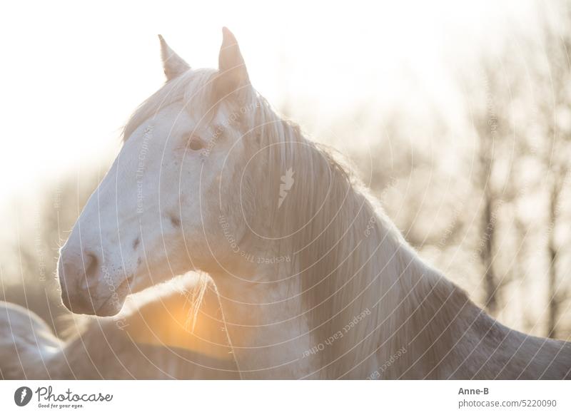 beautiful dirty original white horse mindful with pricked ears in evening back light Horse Knabstrupper whiteborn Dirty fortunate watch Herd Chief attentiveness