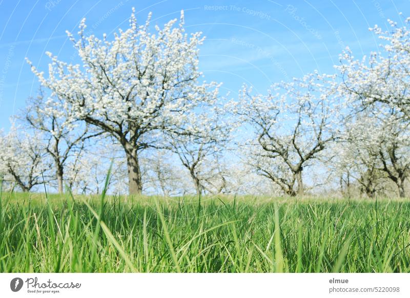 green meadow with white blossoming cherry trees in background / spring Spring tree blossom cherry blossom Meadow blades of grass Easter Grass Green Nature