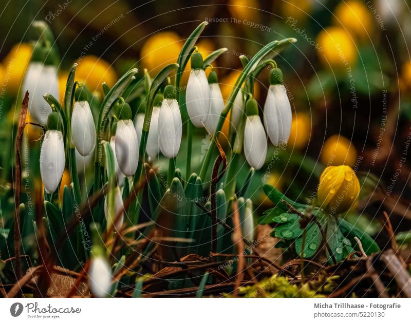 Snowdrops and winter roses Eranthis hyemalis Flower Blossom Leaf Grass Meadow Stalk Blossom leave Blossoming Spring heralds of spring Spring flower