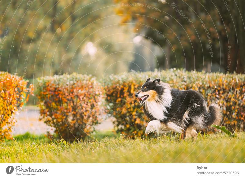 Tricolor Rough Collie, Funny Scottish Collie, Long-haired Collie, English  Collie, Lassie Dog Sitting Outdoors In Summer Day. Portrait - a Royalty  Free Stock Photo from Photocase