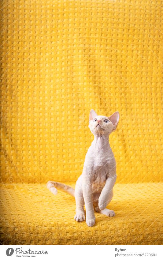 White Devon Rex Kitten Kitty. Short-haired Blue-eyed Cat Of English Breed On Yellow Plaid Background. Shorthair Pet Cat Looking Up Young Cat Devon Rex cat pet
