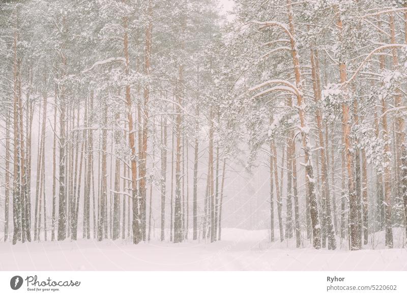 Snowy White Forest In Winter Frosty Day. Snowing In Winter Frost Woods. Snowy Weather. Winter Snowy Coniferous Forest. Blizzard in Windy Day pine beautiful cold