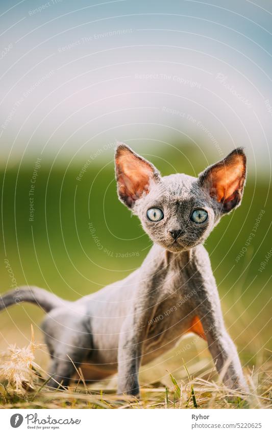 Funny Young Gray Devon Rex Kitten In Grass. Short-haired Cat Of English Breed. Sweet Devon Rex Cat Funny Curious Young Devon Rex Kitten In Grass. Short-haired Cat Of English Breed. Very Small Lovely Pets Lovely Cats