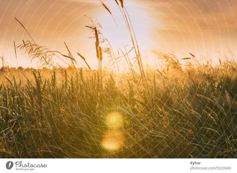 Close Up Ripe Wheat Ear In Sunset Sunrise Lights. Countryside Rural Field With Wheat In Summer Evening. Beauty In Agricultural Field agriculture landscape