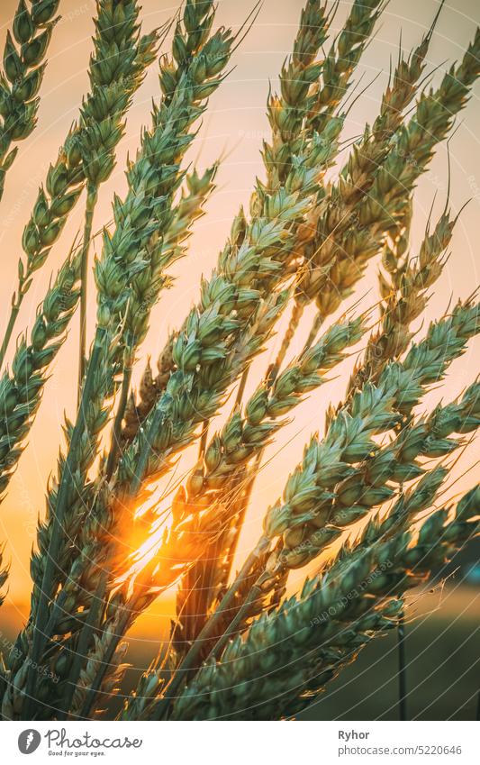 Summer Sun Shining Through Ripe Wheat Ear In Agricultural Field agriculture wheat beautiful cereal chamomilla close countryside crop cultivate detail ear farm