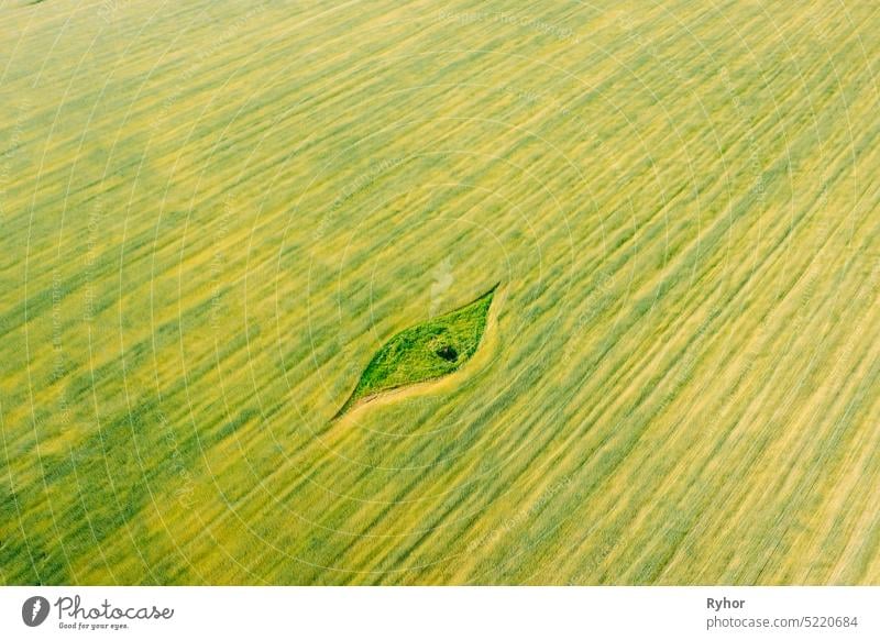 Aerial View Of Small Green Natural Island With Green Grass In Summer Field, Summer Meadow. Beautiful Green Grass Rural Landscape In Bird's-eye View abstract