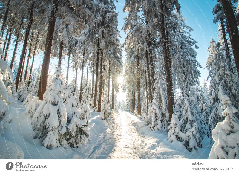 Walk through a nature reserve during the winter season at sunrise in Beskydy mountains, Czech republic. Breathtaking view of the golden rays of the sun illuminating the footpath