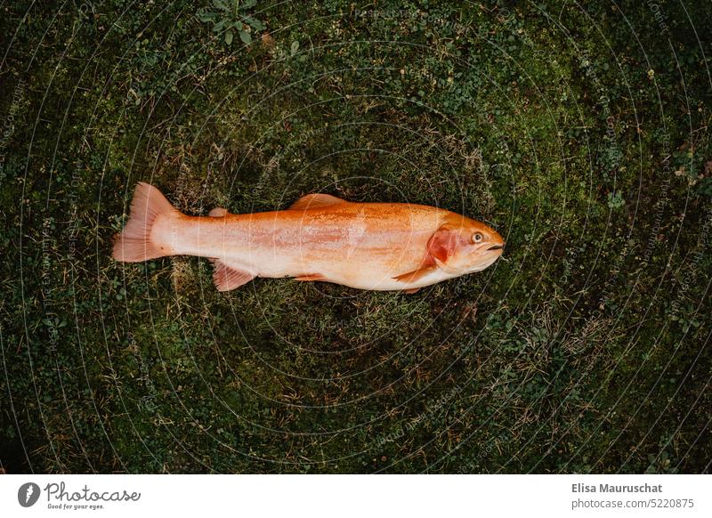 Golden trout lying on grass Trout Fish fish Nature Fresh Fishing (Angle) Water Catch Leisure and hobbies Angler Lake River Fisherman grassy Grass green