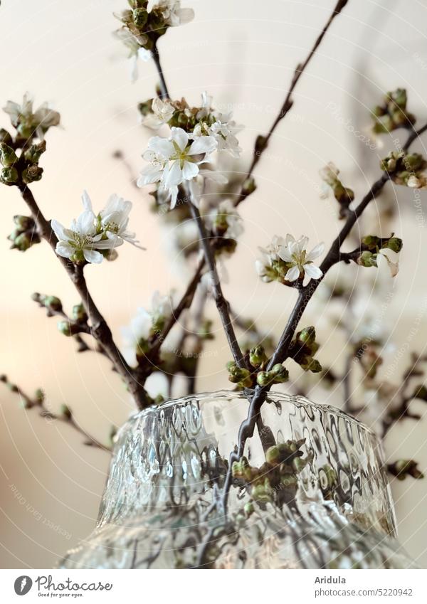 Cherry branches in vase No. 2 cherry branches cherry blossom Spring Blossom twigs and branches room Glass Decoration Hanami Japan Contrast bud buds Easter