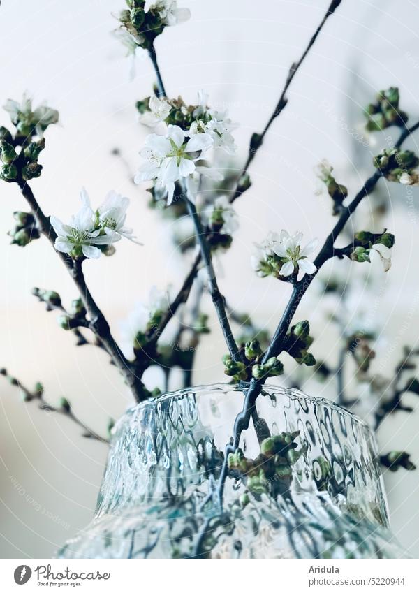 Cherry branches in vase No. 1 cherry branches cherry blossom Spring Blossom twigs and branches room Glass Decoration Hanami Japan Contrast bud buds Easter