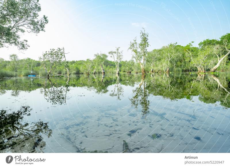 White samet or cajuput trees in wetlands forest with reflections in water. Greenery botanic garden. Freshwater wetland. Beauty in nature. Body of water. Green forest in wetland. World environment day.