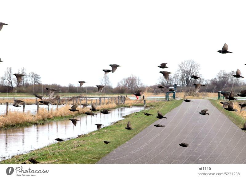 Starlings flying low over a road animals birds Wild Birds Stare group low flying fast and furious Flying Asphalt road Water ditch Riparian strips