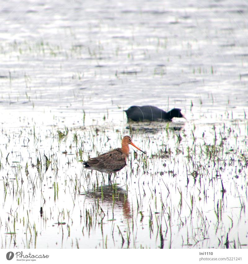 Black-tailed godwit and coot searching for food dump Wet meadow Wild Birds 2 animals birds Black-tailed Godwit "Greta" plumage black and white Dab long bill