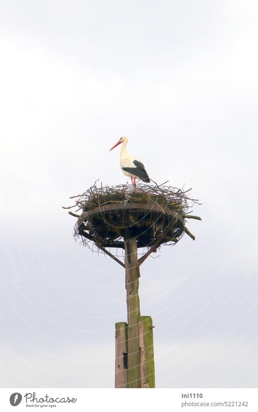 old wagon wheel serves as stork nest nature conservation Stork protection Nesting aid Construction Masthorst Pole Framework Wooden rack Stork's Nest Eyrie