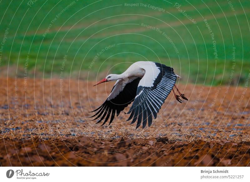 A stork just taking off from the ground Stork Bird Animal Wild animal White Stork Environment plumage adebar Wild bird Feather Grand piano Flying Black Nature