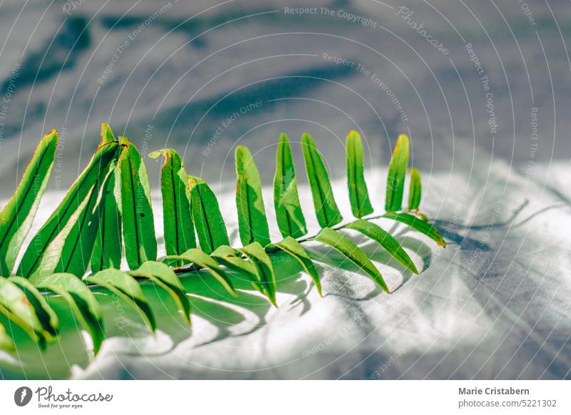 A green fern leaf on a white rumpled cloth showing the concept of wellness tropical healing life simplicity plant peace of mind calm minimalism mindfulness