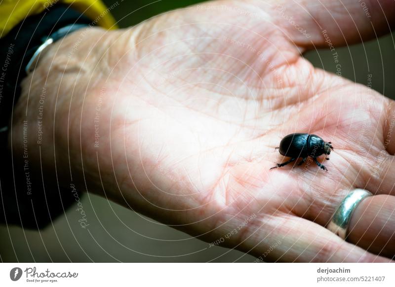 My hand was taken as a flight path. little beetle Small Exterior shot Close-up Colour photo Deserted Day Nature Shallow depth of field Summer Multicoloured