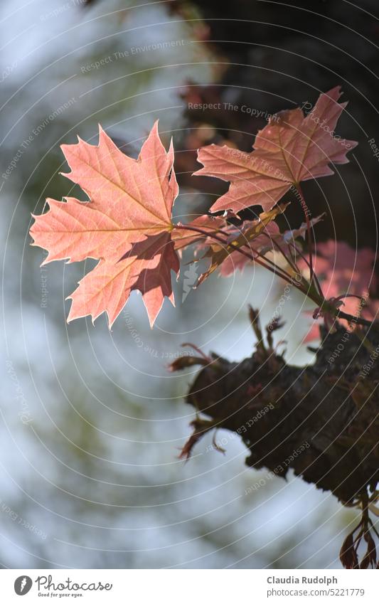 Delicate pink maple leaves against the light Maple leaf Maple tree Leaf Nature Tree Exterior shot Spring spring awakening Tree in spring fresh sheets