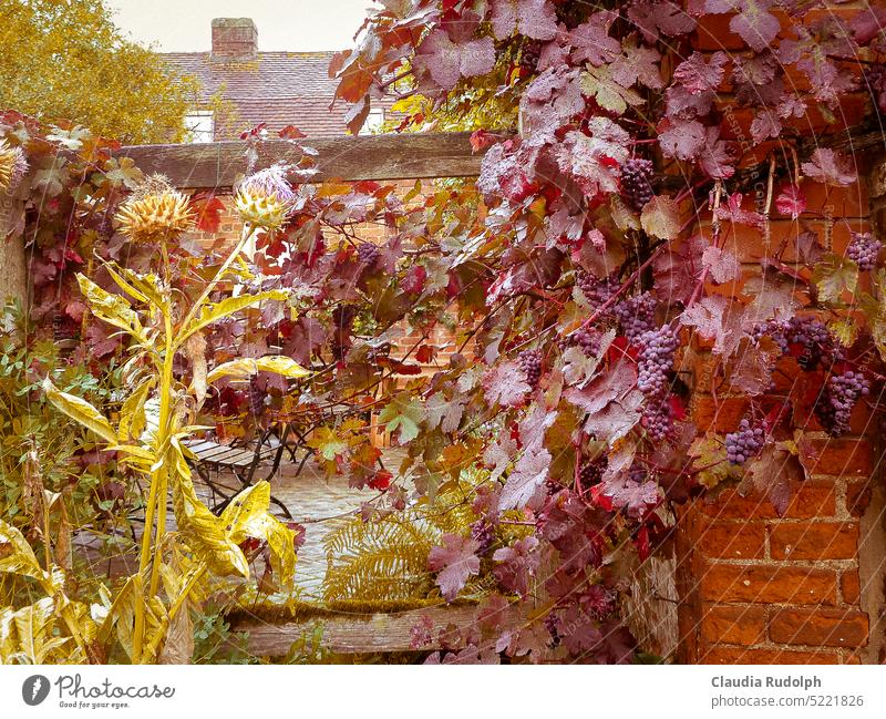 Autumn grapes on the garden courtyard wall on a rainy day Bunch of grapes Vine vine leaves Garden Colours of nature vibrant colours garden wall