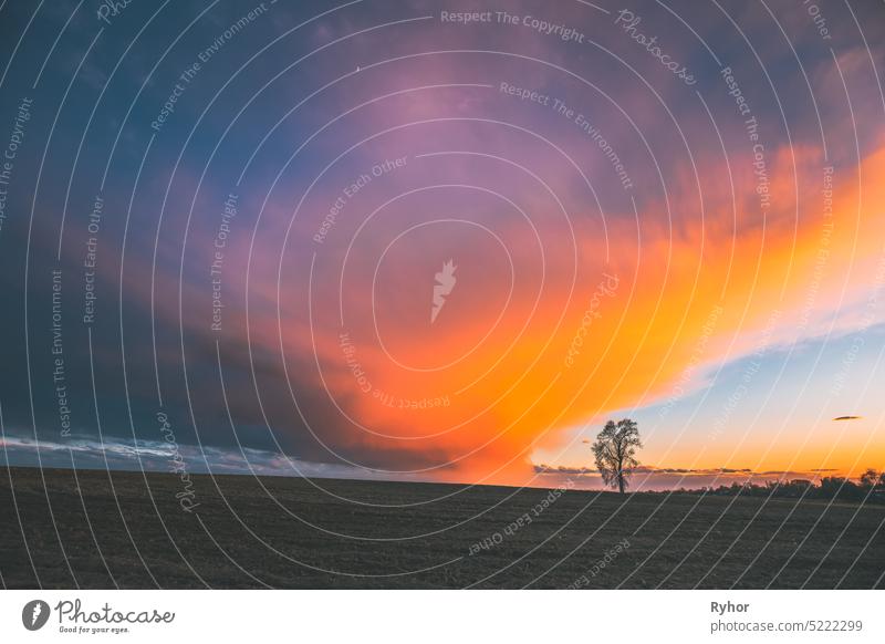 Time Lapse Time-lapse Timelapse Of Lonely Tree Growing In Spring Field At Sunset Sunrise. Morning Sunrise Evening Sunset Sky Above Dark Countryside Meadow Landscape. Spring Nature