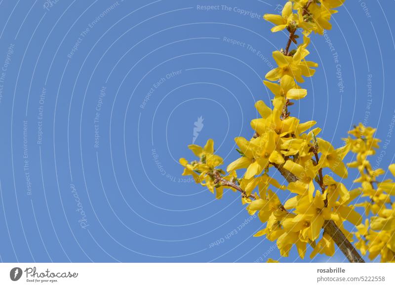 bright yellow forsythia branch in front of a bright blue cloudless sky Forsythia blossom forest shrub Spring Yellow Blossom Sky Blue Brilliant clear Flower bush