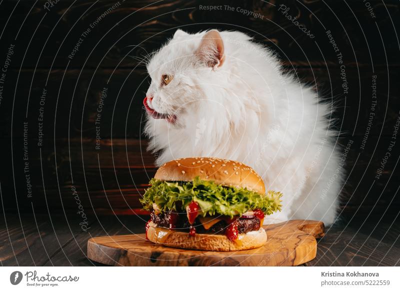 Cute fluffy cat eating big burger on dark background. Kitty eats tasty fast food meal with meat cutlet, onion, vegetables, melted cheese and sauce. hungry