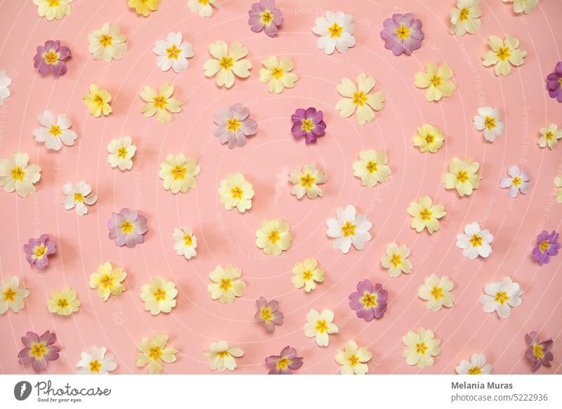 Spring  flowers pattern on pink background. Pastel coloured flowers flat lay, abstract bloom background. Greeting card, wedding, anniversary. aesthetic beauty