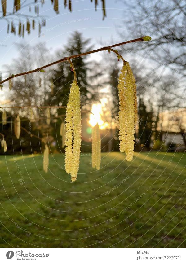 Common hazel Corylus Spring messengers in the sunshine Yellow Sunlight Pollen Pollination Allergy herald of spring Nature Plant Exterior shot naturally Detail