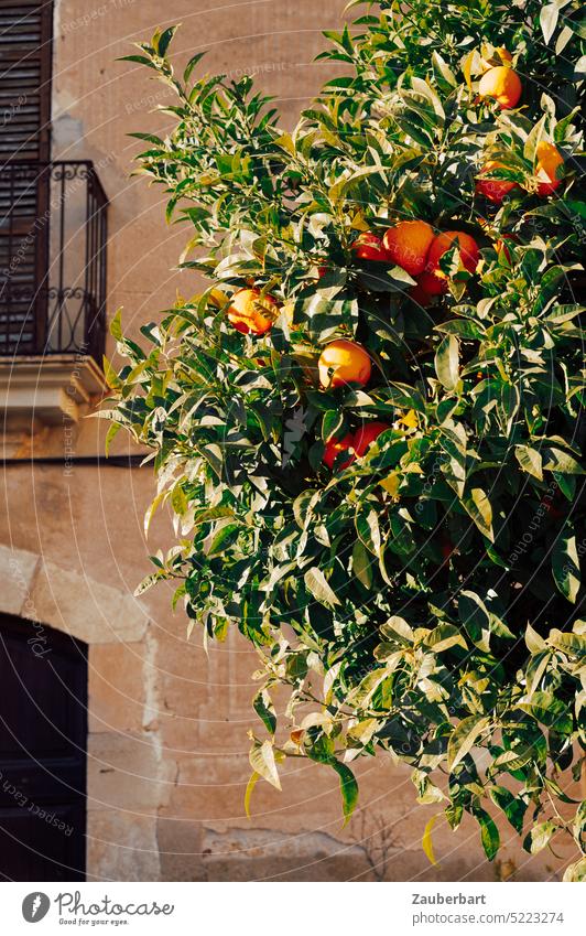 Orange tree in front of historical facade with balcony and gate in Catalonia luminescent Green Facade Spanish Spain Mediterranean Picturesque Fruit fruits