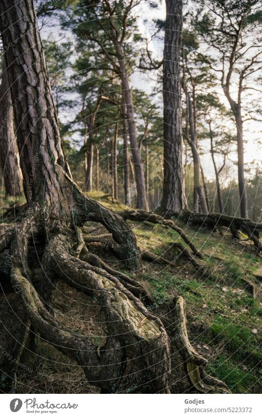 Root system of a tree in a coniferous forest Root work tree roots Moss Grass Coniferous forest Forest Exterior shot Nature Colour photo Deserted Tree Landscape