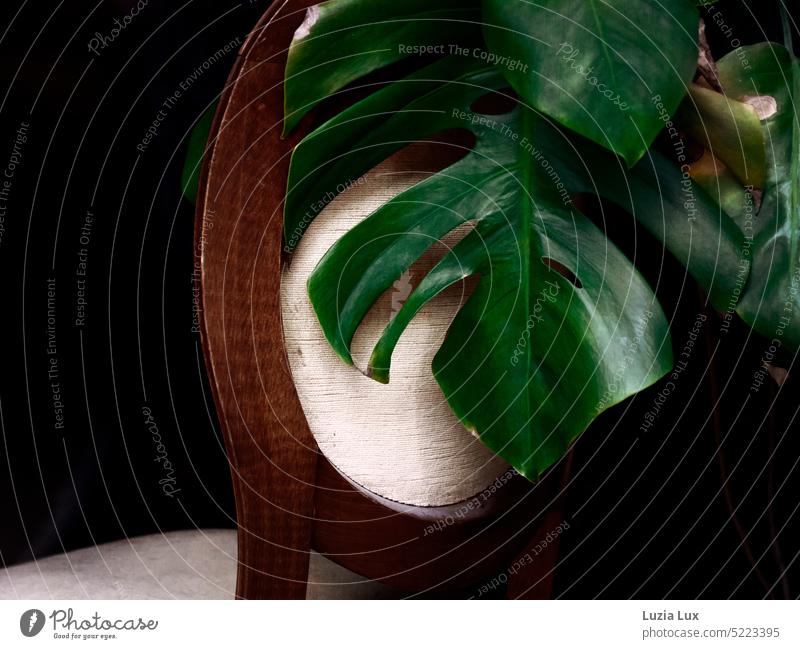 Leaf of a monstera in front of a chair back, old fashioned homeliness Monstera Window sheet Plant Green Houseplant Pot plant Foliage plant deliciosa monster