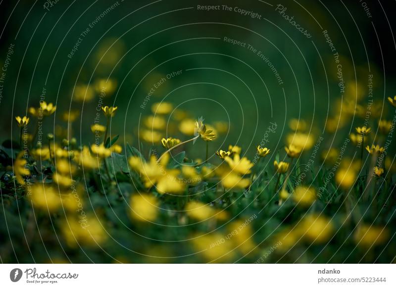 Lawn with green grass and yellow flowers Chistyak spring or Buttercup spring, macro nature plant buttercup flora meadow forest leaf season field garden bloom