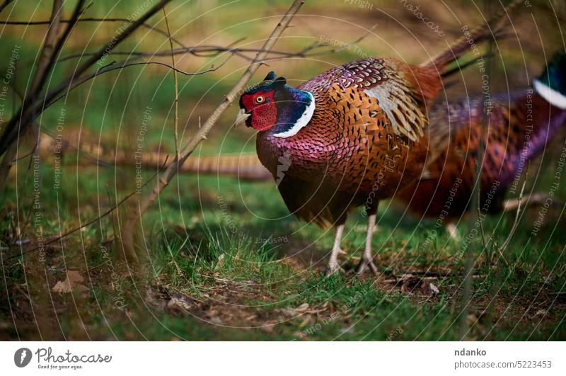 Adult male pheasant walking in the middle of a green lawn adult bird feather nature wildlife outdoor animal rural fauna plumage beak legs wing beauty no people