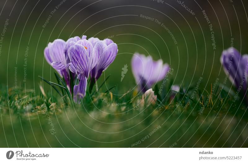 Blooming purple crocuses with green leaves in the garden, spring flowers floral plant nature bloom blossom blooming season outdoor petal leaf fresh springtime