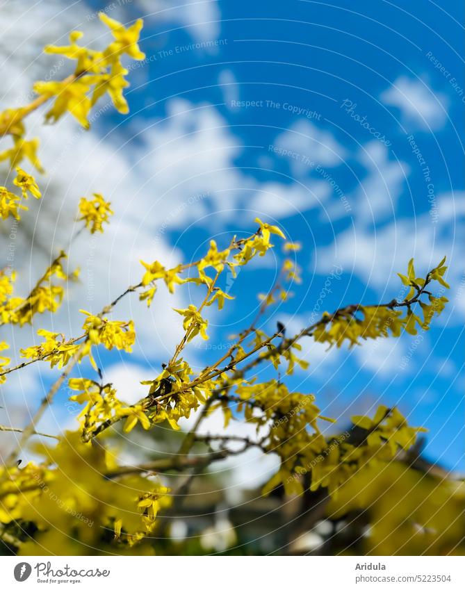 Forsythia bush in spring wind forsythia shrub blossoms Yellow Spring Garden Sky Blue Easter Clouds Sheep Clouds Wind Blossom Nature Plant