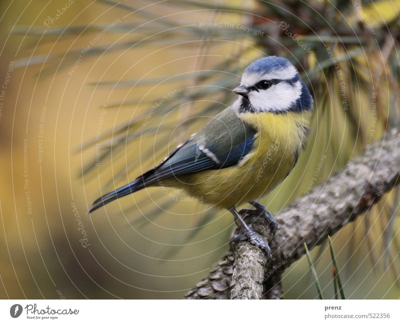 retrospect Environment Nature Animal Wild animal Bird 1 Blue Yellow Tit mouse Sit Pine Twigs and branches Looking Cute Colour photo Exterior shot Deserted