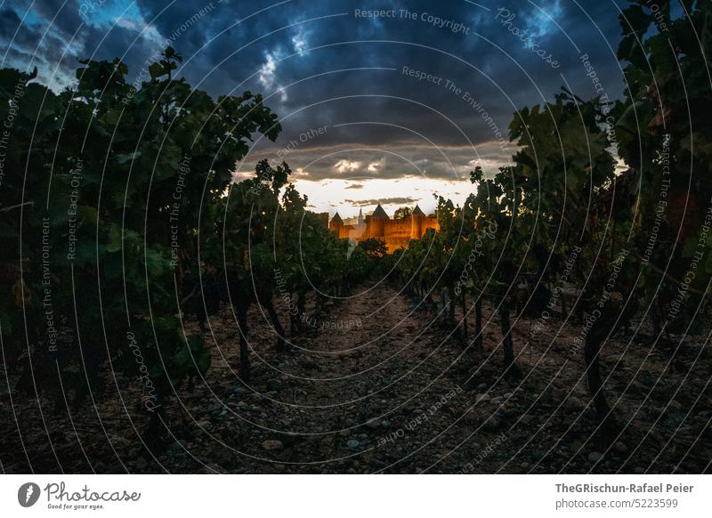 Vines in front of Carcasonne castle Carcassonne Lock vines Twilight Moody dramatic sky Earth Perspective Vineyard Landscape Exterior shot Wine growing Green