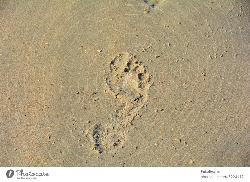 Footprint in the sand hike Copy Space sandy beach monochrome people barefoot Human background footprint walk
