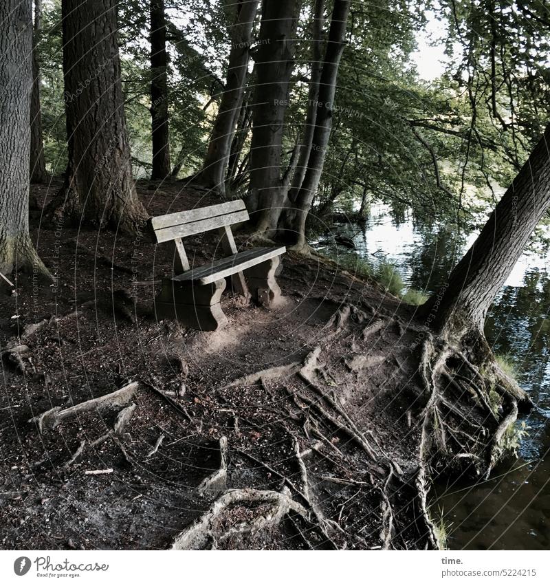 perennial | bench on a hiking trail, and unoccupied Forest Lake trees Bench Empty Oause relax recover hiking break Sit roots twigs Idyll Hope tranquillity