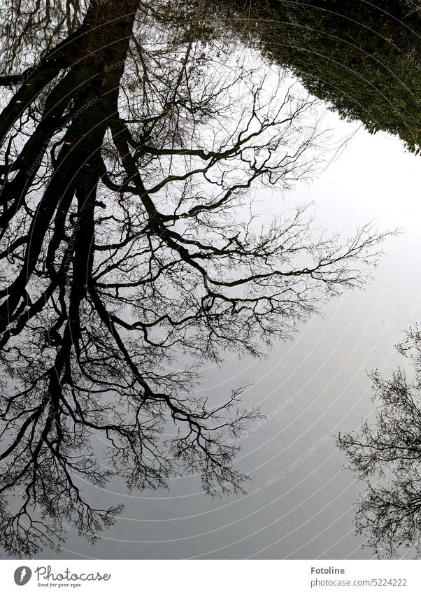Sad, dreary and bare, the tree is reflected leafless in the puddle. Fits my mood well today, so out with it. Gloomy sad Sadness Bleak Tree branches twigs