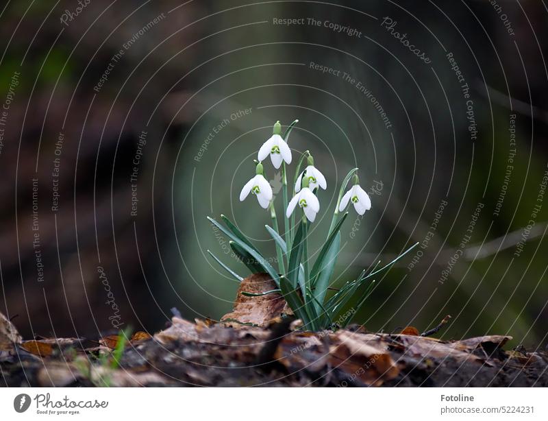 Elegantly, the beautiful snowdrops rise above the forest floor covered with old autumn leaves, beaming at me in flower-pure white. Snowdrop Spring Blossom