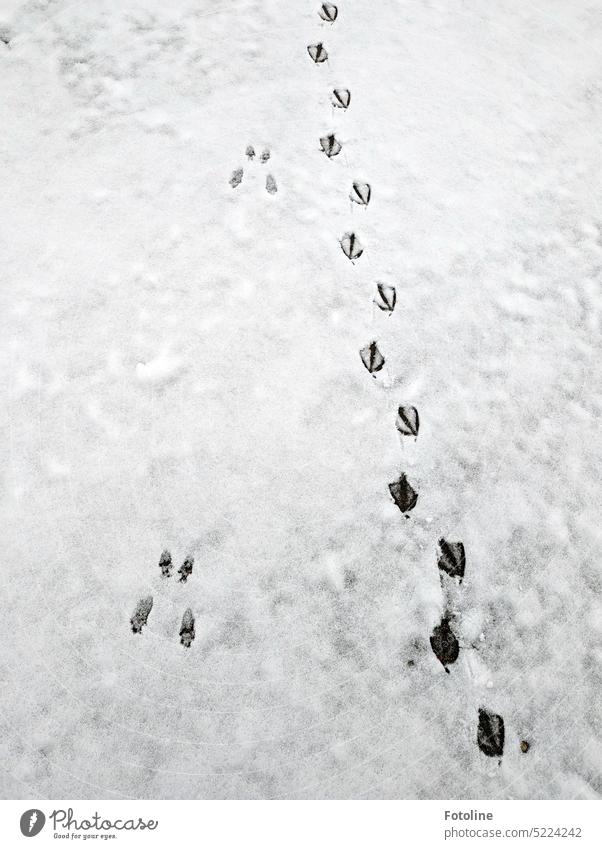Well? Do you recognize the tracks in the snow? They are the tracks of the rabbit and the duck. Snow Winter Cold Frost White Exterior shot Tracks Winter's day