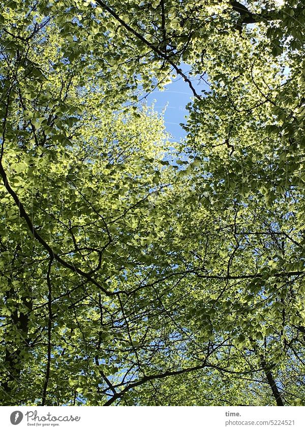he no longer has all the leaves in the crown Treetop Forest spring Spring Green twigs branches Blue sky Fresh Airy trees Skylight sunny Worm's-eye view Tall