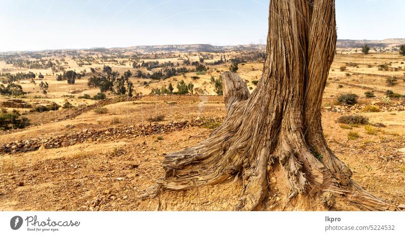 africa  in the old valley a dead tree background death kenya nature trunk plant travel landscape hot scenery beauty roots sky light outdoors view wood acacia