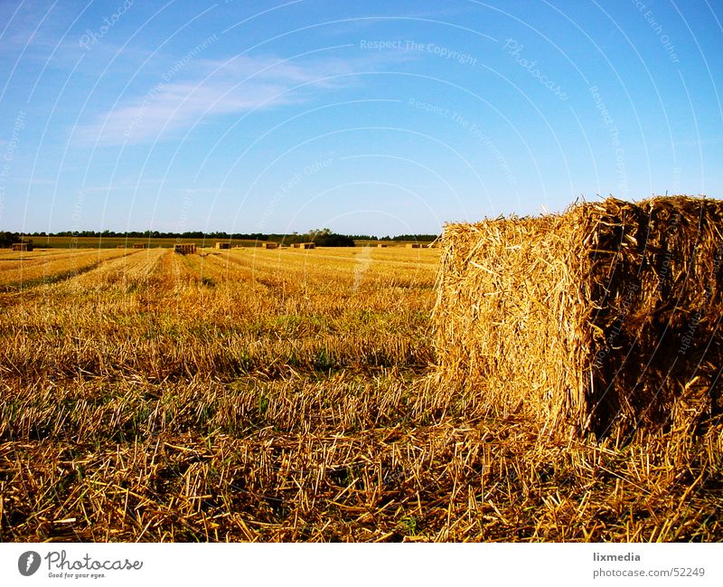 Field in Denmark Hay bale Straw Yellow Dusk Grain Harvest Gold Blue sky