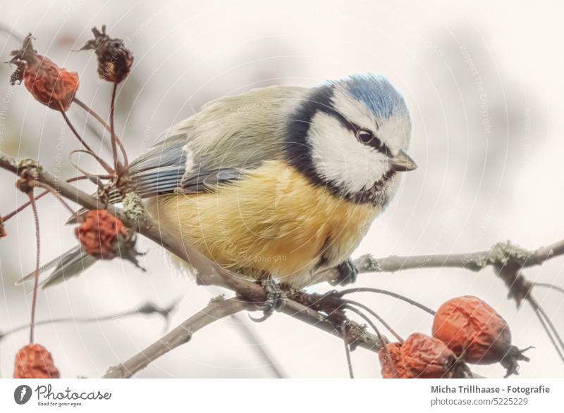 Blue tit in berry bush Tit mouse Cyanistes caeruleus Head Animal face Beak Eyes Feather Plumed Grand piano Bird Claw Wild animal Twigs and branches Berries Tree