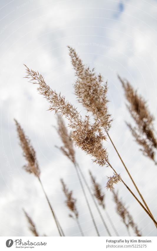 Reed plant in spring with sky in background Common Reed reed grass exemption Nature Exterior shot Deserted Plant Light Landscape Environment Day Silhouette