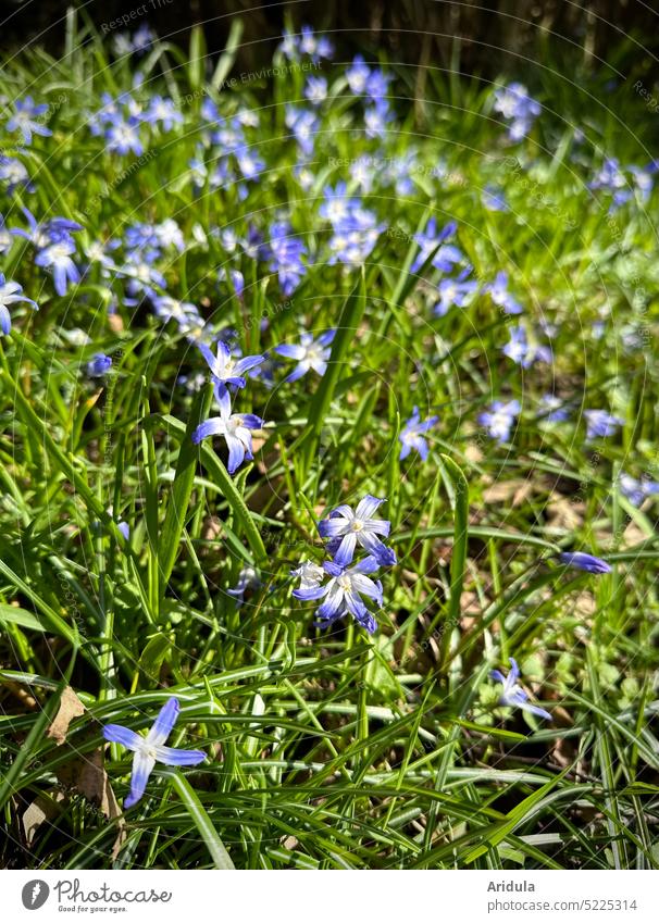 Siberian Blue Star No. 1 Spring flowering plant Flower Nature Exterior shot Garden Green
