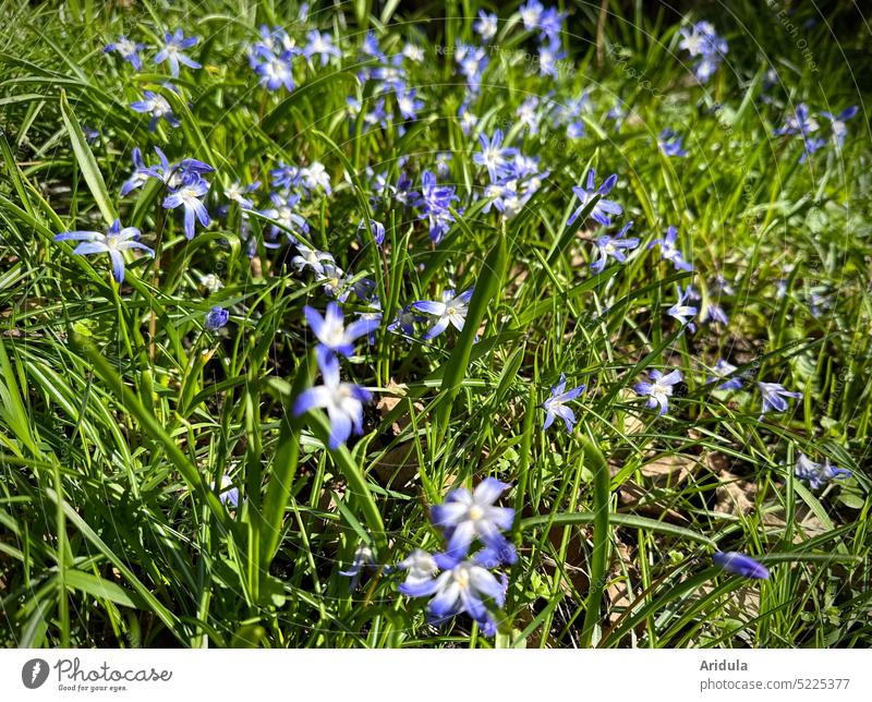 Siberian Blue Star No. 2 Spring flowering plant Flower Nature Exterior shot Garden Green